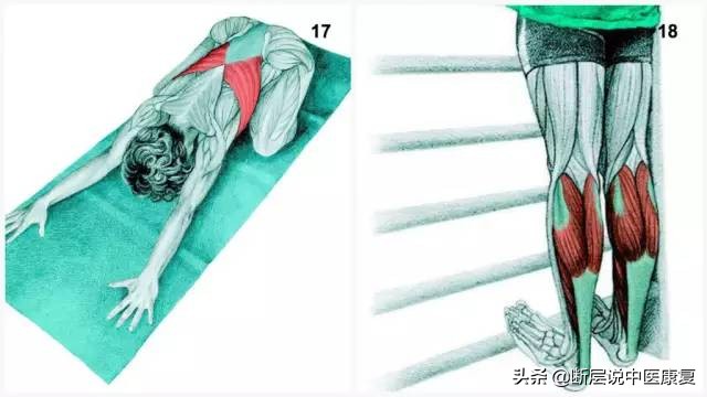拉伸训练彩色图谱pdf电子版,常见肌肉拉伸合集