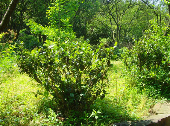 红茶有哪些最全红茶介绍,红茶分为哪几种哪种红茶最好喝