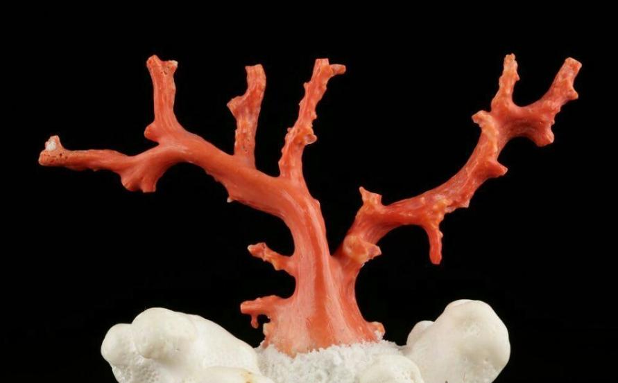 红珊瑚最怕什么,红珊瑚警惕