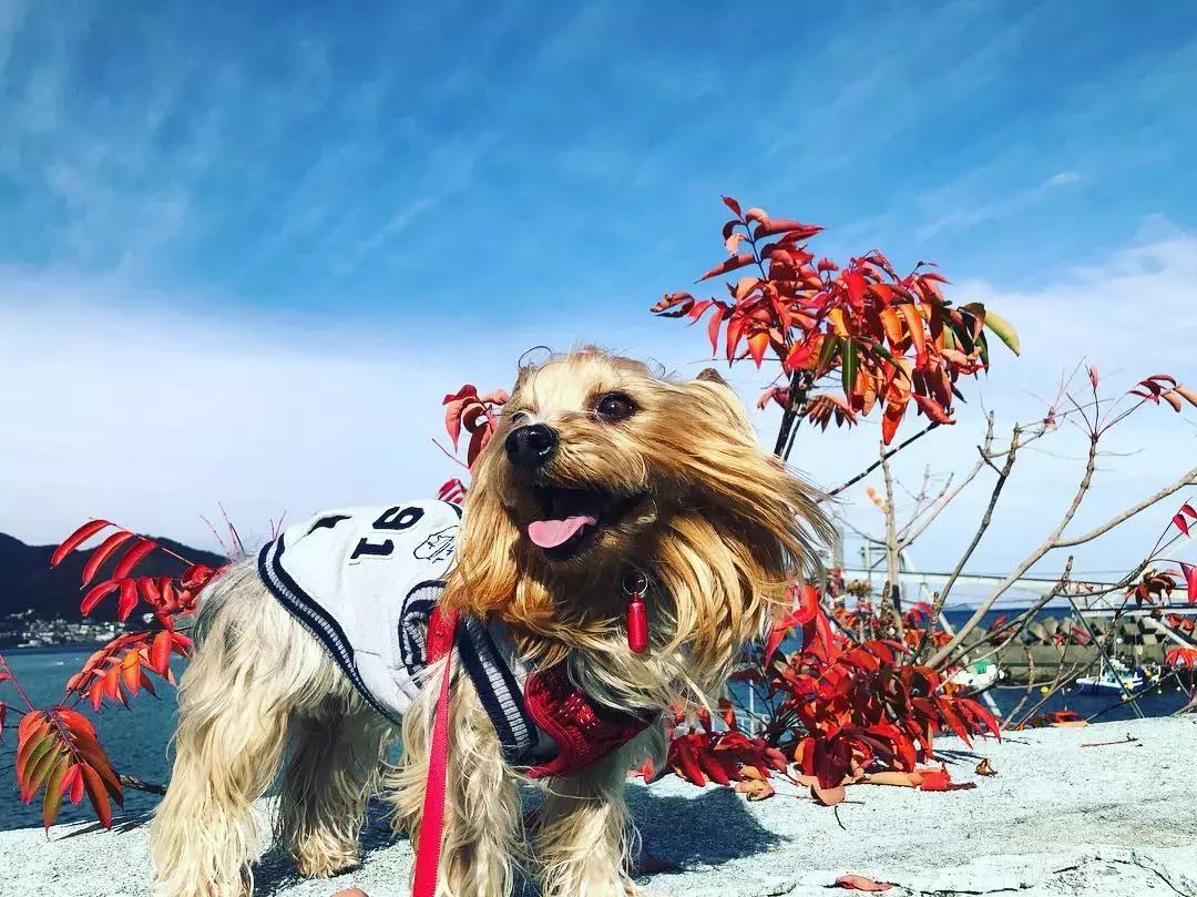 什么体型的约克夏好养,约克夏幼犬吃什么长得快