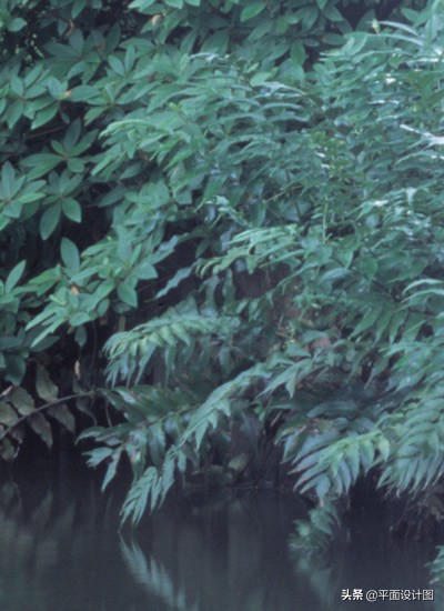 尼康和佳能全画幅怎么选,尼康18-135全画幅