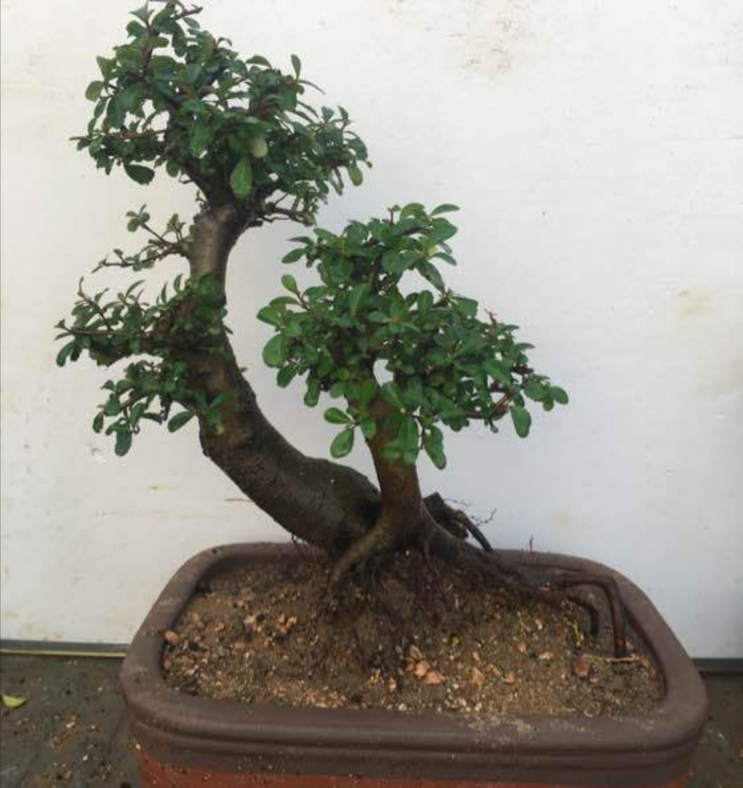 火棘盆景造型注意事项,火棘小叶小果盆景