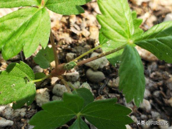 家里养花长虫子可以用杀虫剂吗,家里养花出现小黑飞虫怎么办