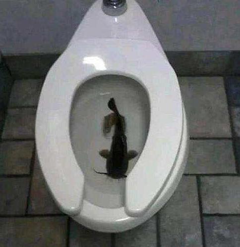 不一样的历史“电灯的前世念生”有味道的“马桶的发展史”