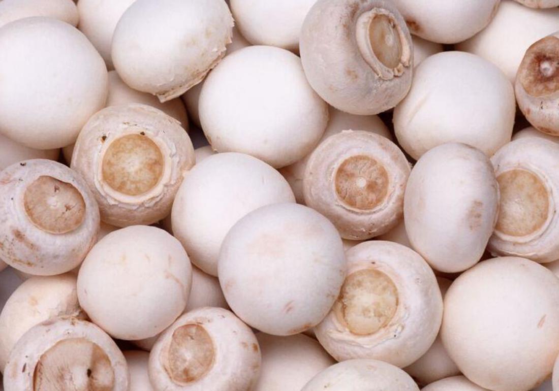 双孢菇培养料的发酵技术,工厂化种植双孢菇管理办法