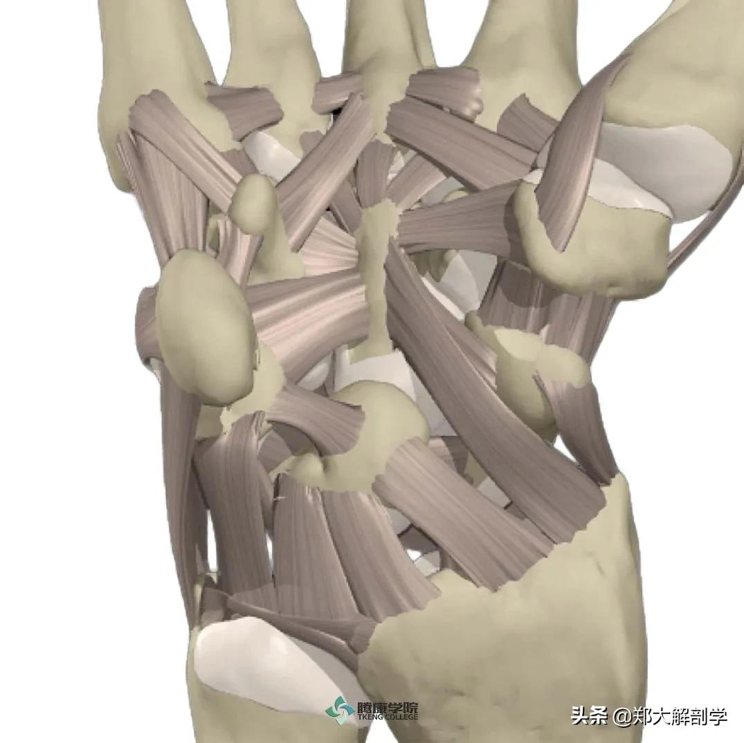 治疗手腕痛手法,手腕部突然疼痛是怎么回事