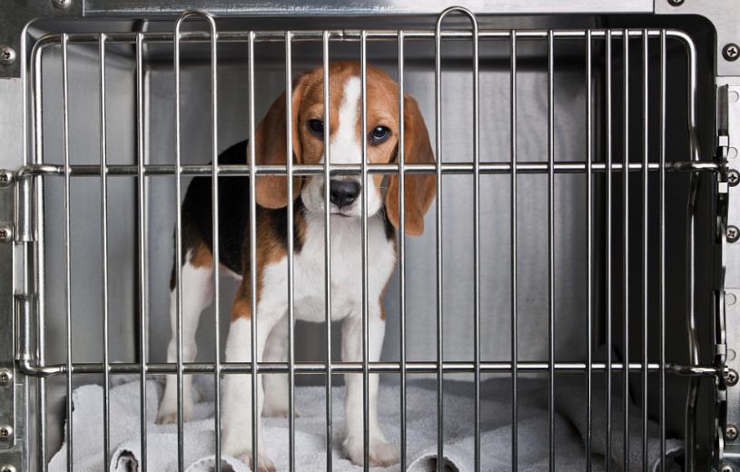 狗狗身上有皮屑斑秃怎么回事,狗狗身上有皮屑怎么治疗