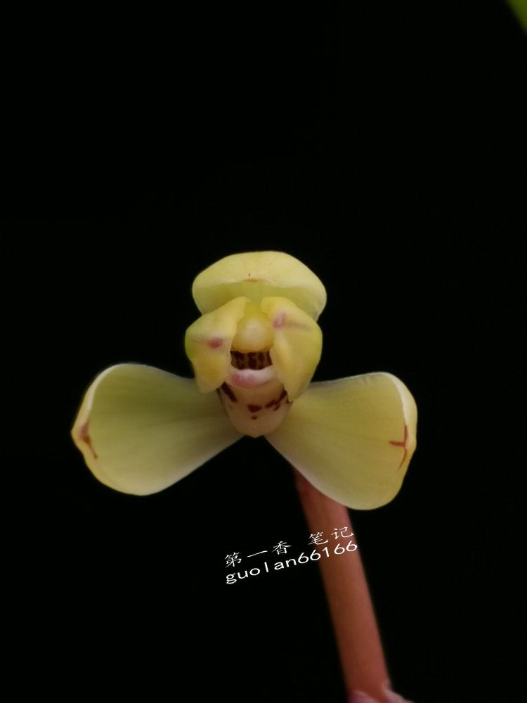 「花开欣赏」0340：春兰定缘梅单花竞开