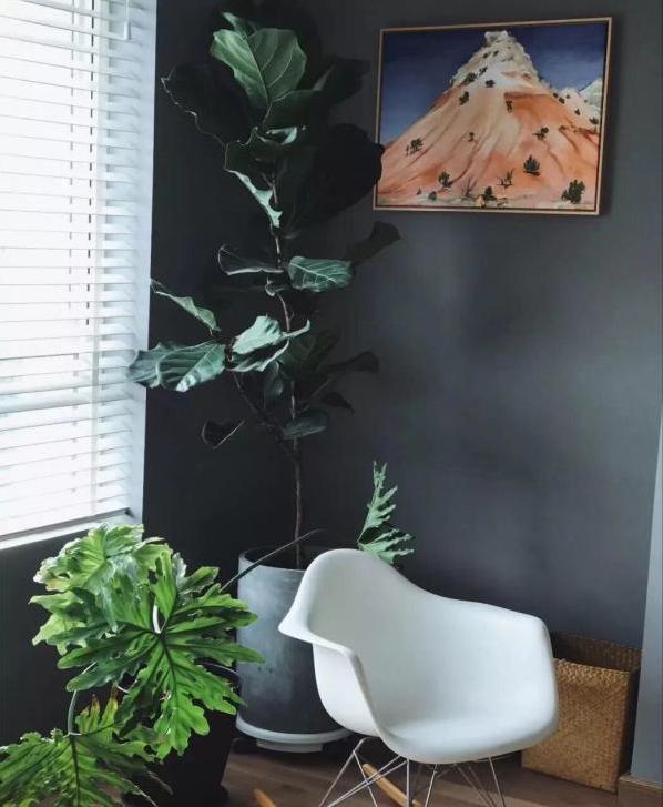 极简风格绿植店铺推荐,适合在卧室养的植物店铺