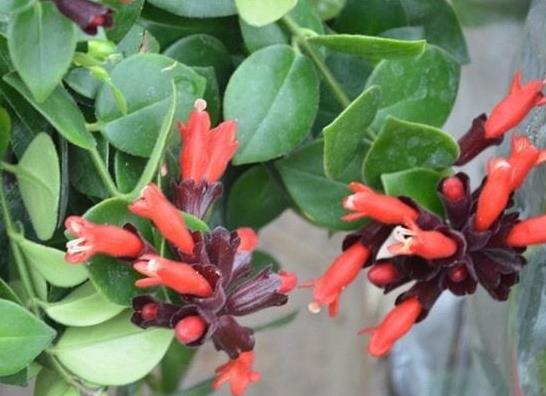 口红植物怎么养,口红花盆栽养殖方法