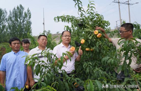桃树修剪的正确方法和时间,桃树的修剪常识和技术