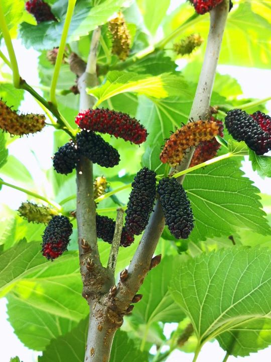 疆新,新疆番茄红素来了解一下