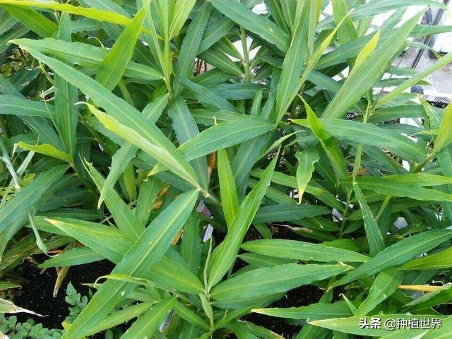 冬吃萝卜夏吃姜但你的姜吃对了吗,冬吃萝卜夏吃姜你真的适合吃姜吗