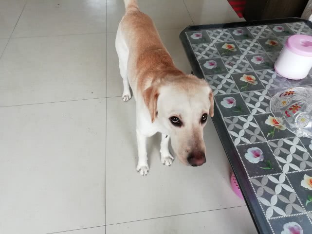 狗狗为什么不能吃小龙虾,狗为什么不能吃龙虾