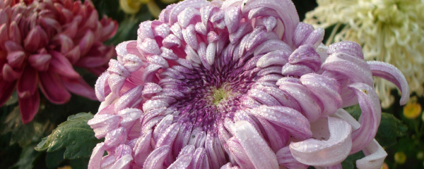 菊花小苗怎样养,菊花小苗什么季节种最好