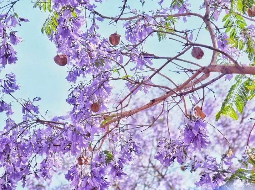 凉山最漂亮的花海,西昌赏花攻略