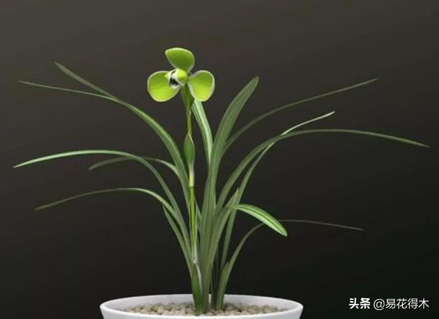 如何挑选兰花开花期的品种,兰花中最好养的品种推荐