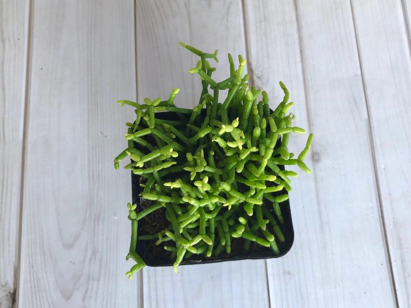 耐阴多肉植物室内,30种耐阴植物室内盆栽