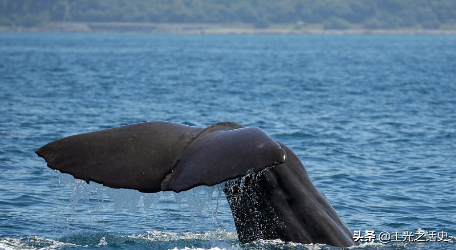 新西兰那么闲为什么是发达国家,新西兰这个国家靠什么发展的经济