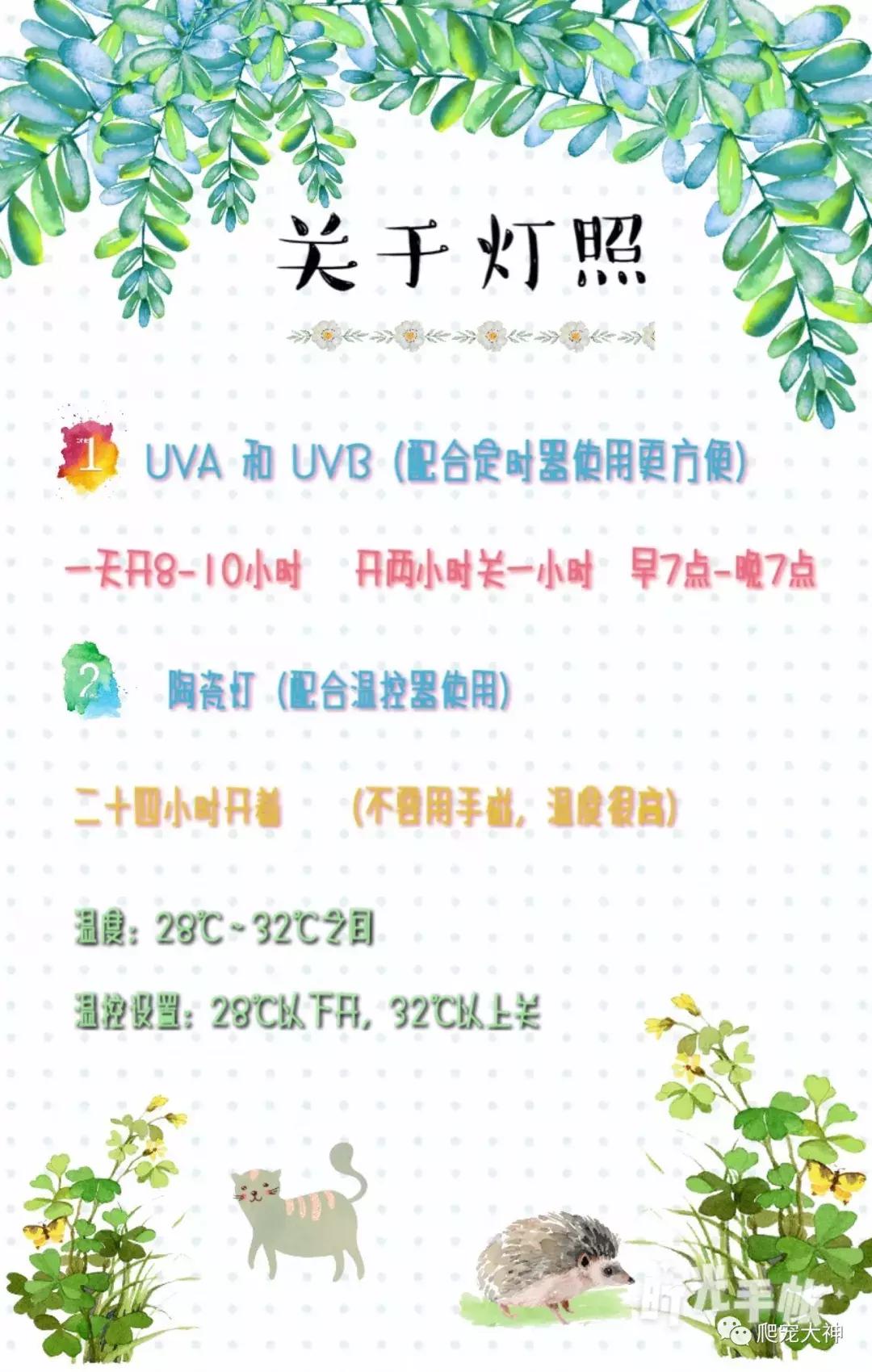 如何养好一只陆龟,如何才能在家里养一只陆龟