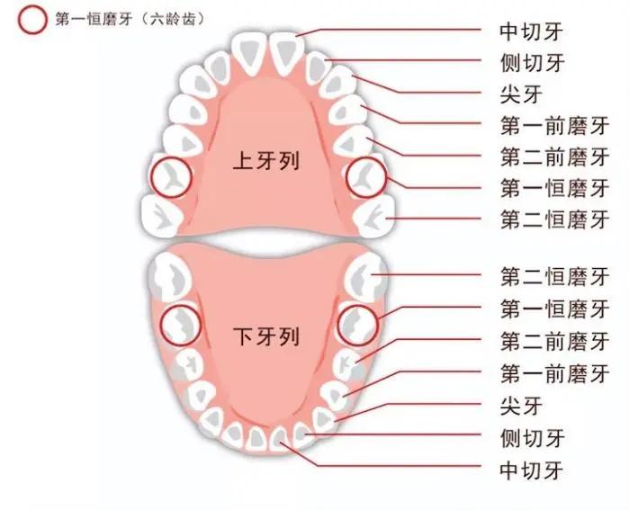6-12岁儿童换牙的顺序图片,6-12岁换牙的顺序