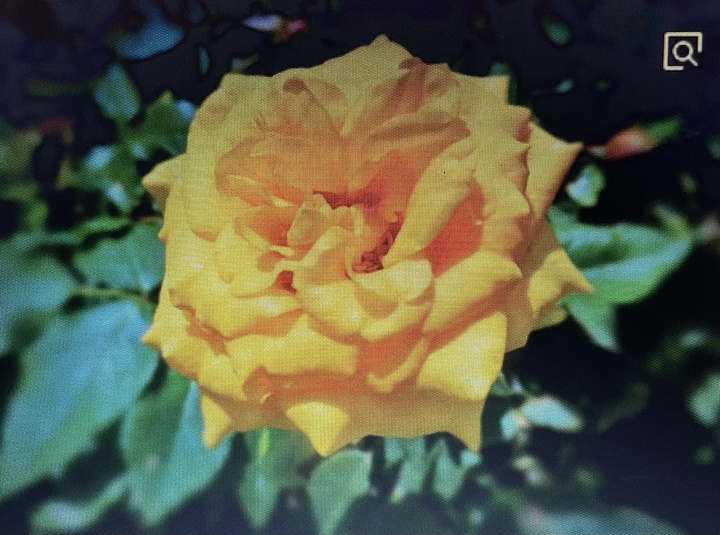 诗经小雅裳裳者华讲的啥,小雅·裳裳者华