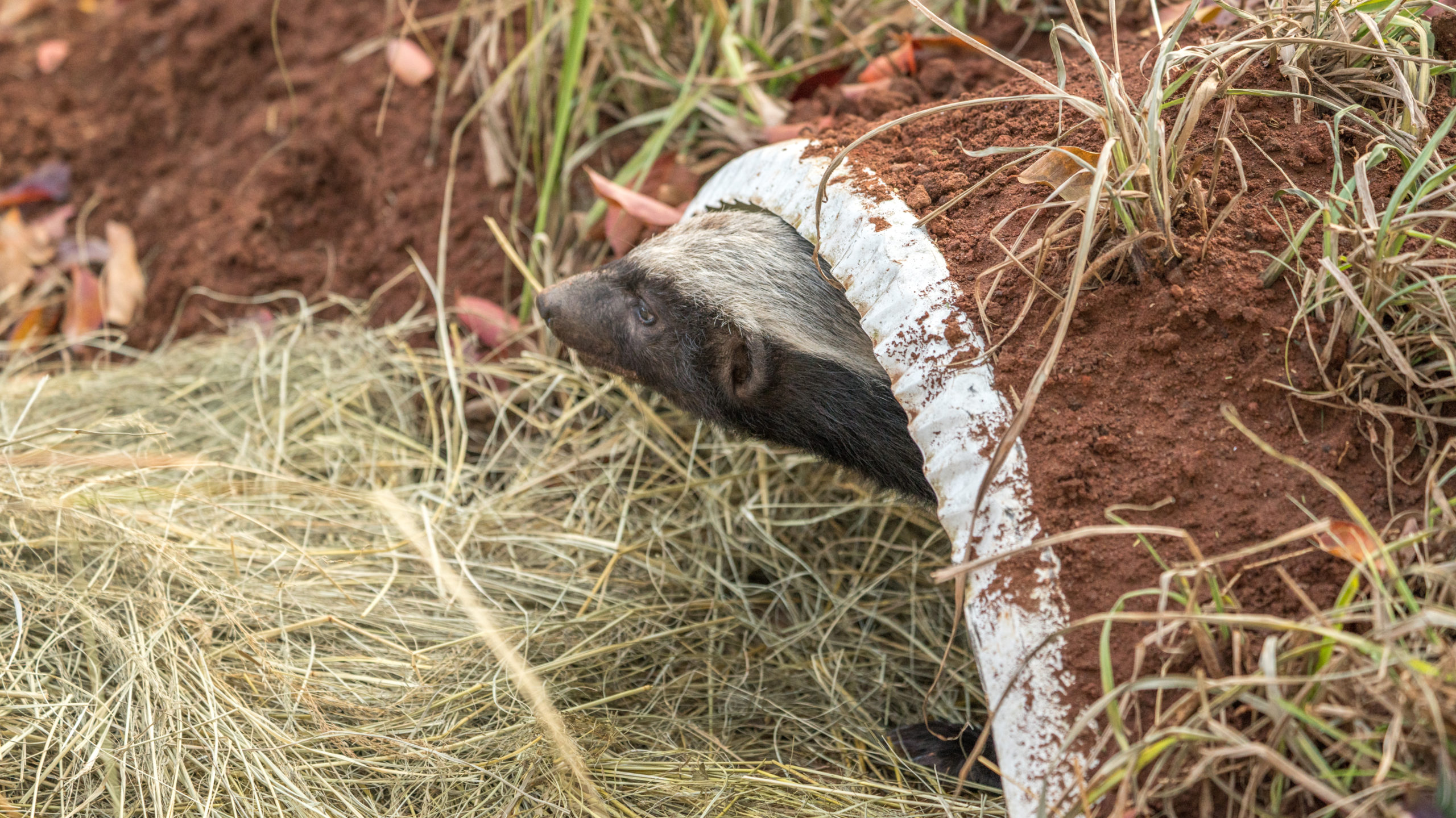 蜜獾捕食蜂巢,平头哥蜜獾吃老鼠
