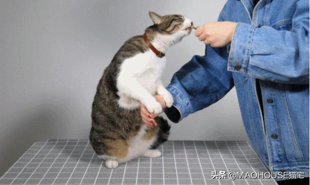 训练猫抓老鼠的方法,训练猫的100个技巧