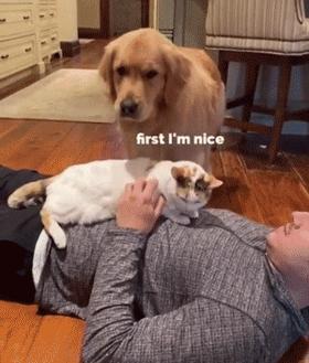 怎么惹金毛生气,金毛惹主人生气