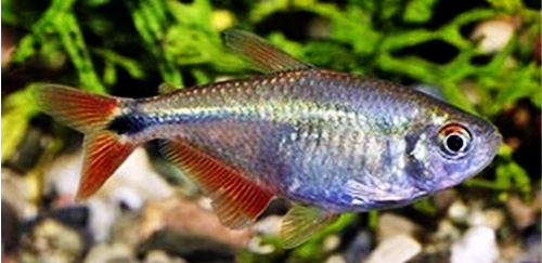 草缸灯鱼专用灯,适合草缸养的灯鱼