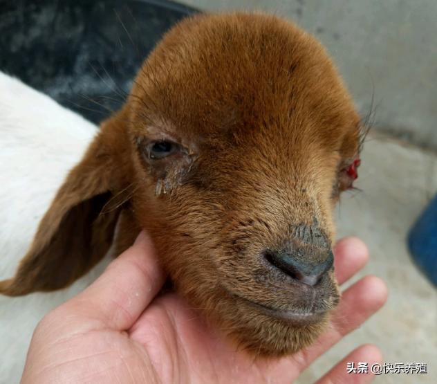 羊红眼病最快治疗方法,羊红眼病最佳防治方法