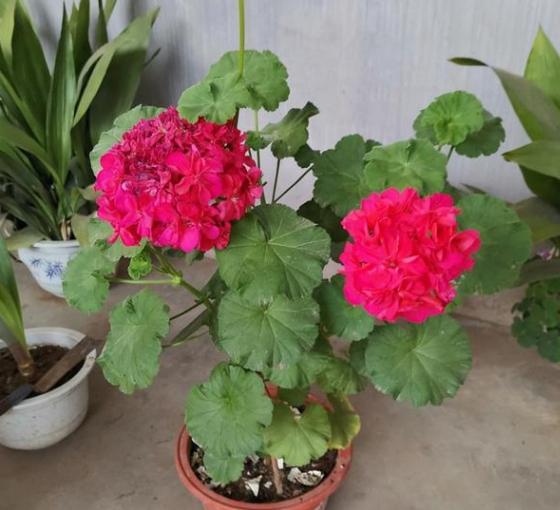 花盆有蚂蚁怎样消灭不伤植物,怎样防蚂蚁啃植物