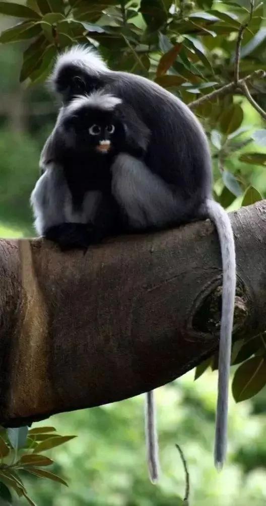 猴子72变图片,看看猴子