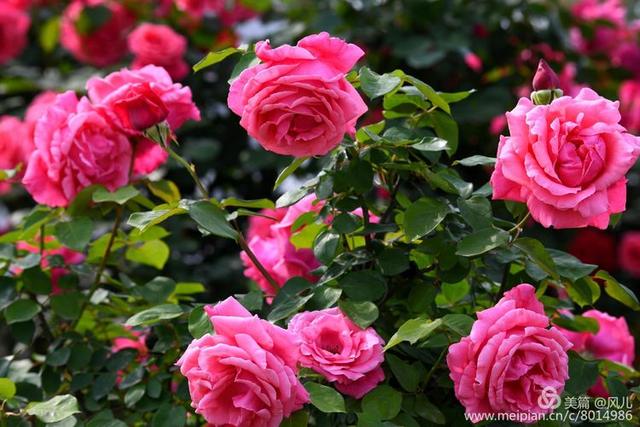 大美新蔡生态水城,大美新蔡等你来