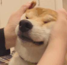 狗狗只有尖牙出现双排牙,狗狗换牙期出现双排牙需要补钙吗