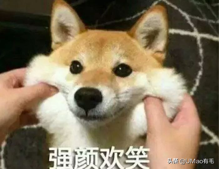 每只猫的名字都能叫出来,一只小公猫的名字