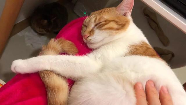 为什么猫咪一直对什么都不感兴趣,猫咪不开心的时候会有什么表现