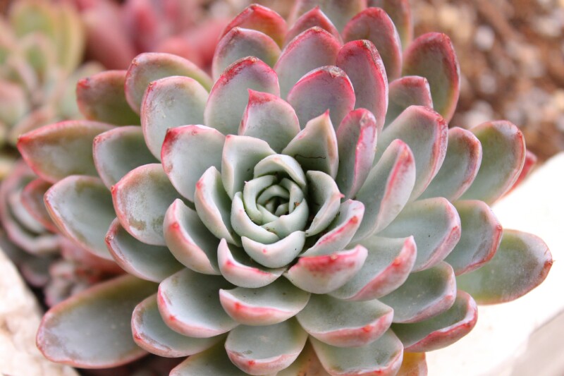 景天科拟石多肉植物,拟石莲属多肉很多人入门养的