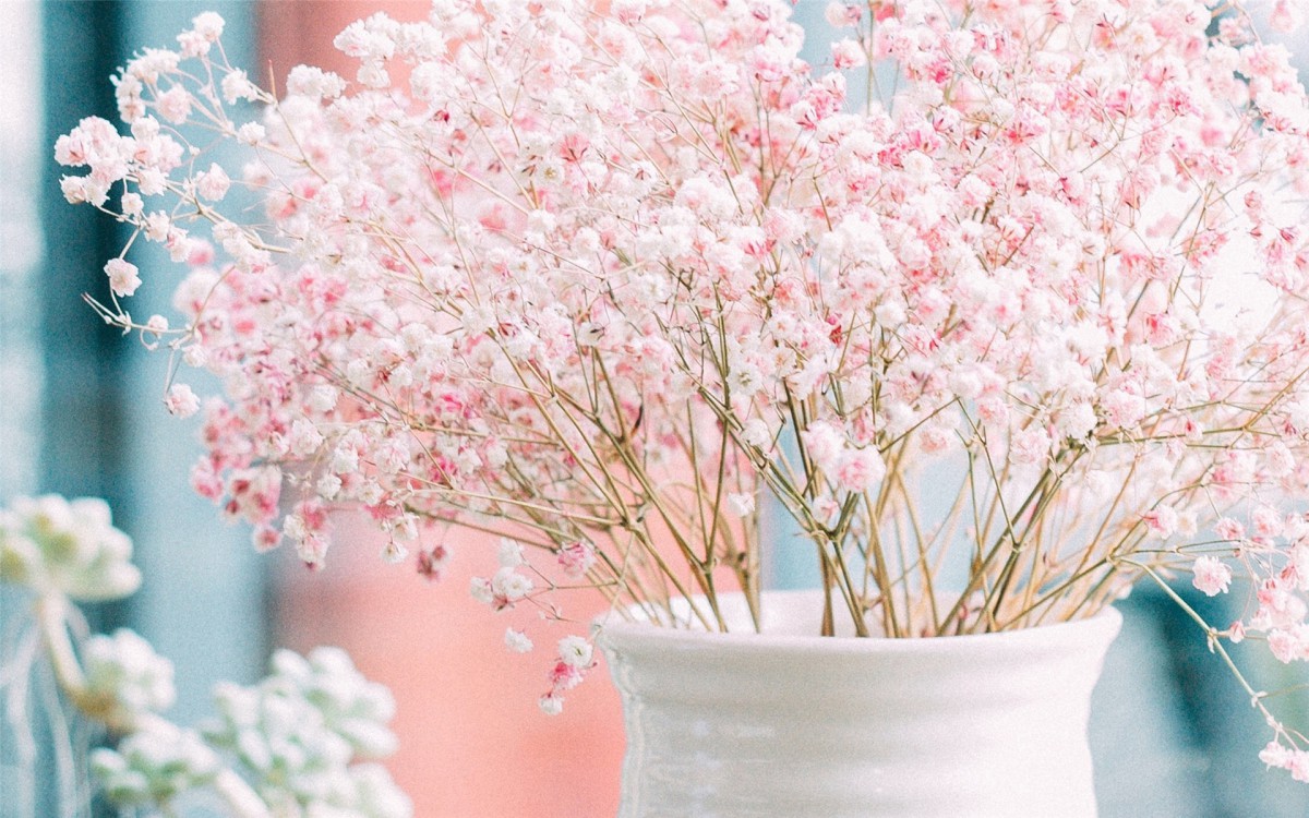 花寓意送花指南,送什么花寓意前程似锦