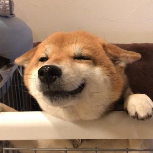 狗狗上厕所前刨地是什么意思,狗狗刨土啥意思