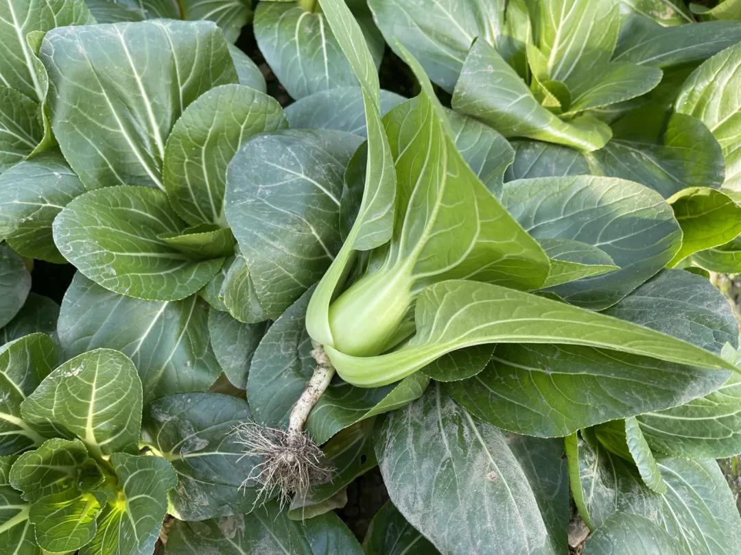 高原有机上海青,有机上海青怎么做