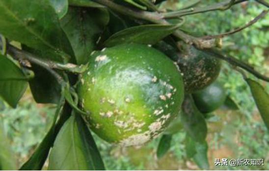 关于橘子的种植小妙招,城固县橘子病虫害