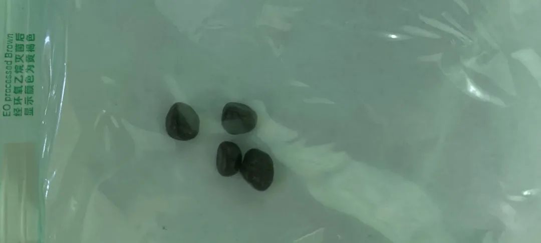 猫咪尿血伴有膀胱黏膜脱落,为什么猫咪会尿结石尿血