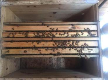 蜜蜂养殖，必须学习防盗蜂技术，否则中意蜂同场饲养肯定失败