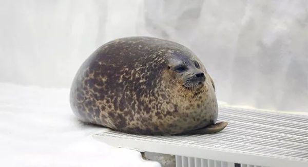 盘点各种呆萌生物,萌萌哒的动物图片大全