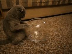 所有猫咪都是液体么,猫咪是一种特殊的液体你知道吗