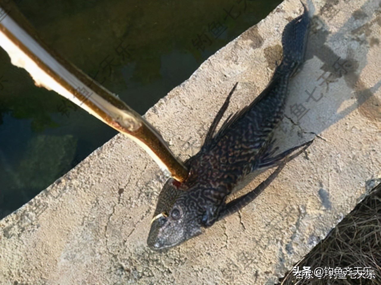 九龙水库钓鱼事件死亡,清道夫鱼在两广泛滥成灾