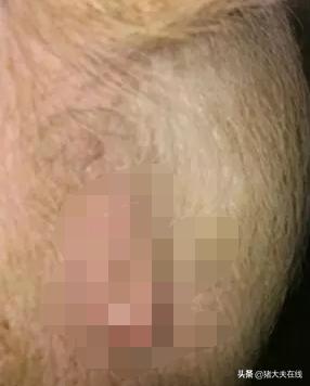 母猪有炎症给配了怎么办,母猪乳房感染了怎么办