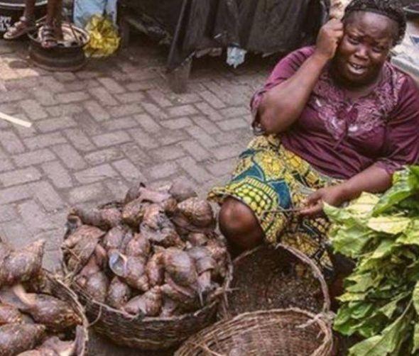 非洲又一物种入侵中国，连水泥都吃，这次连广东人都解决不了