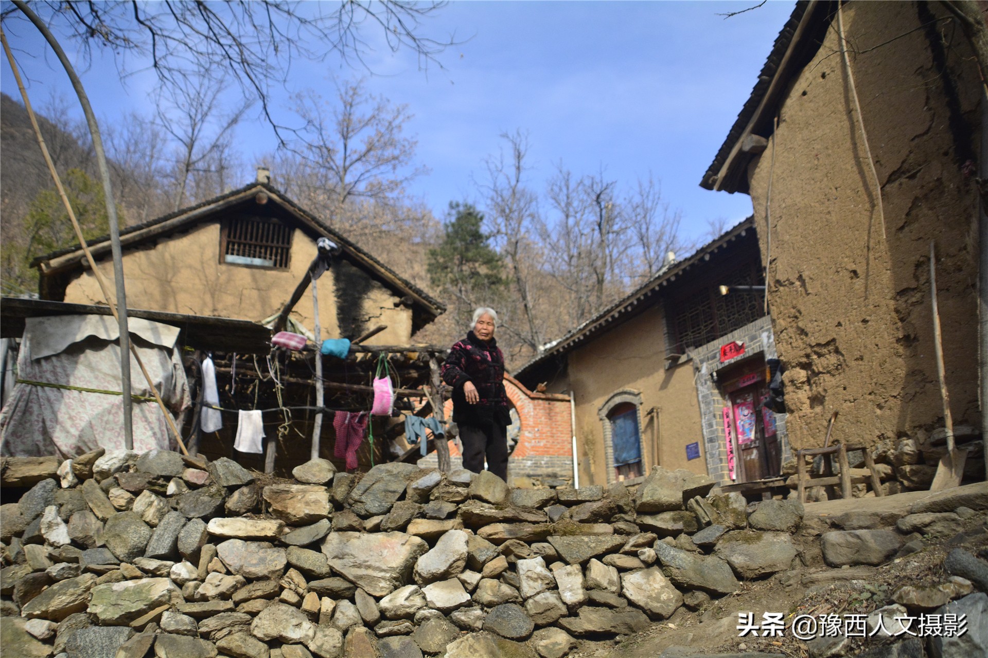 一百多年的老柿树才长这么大,碗口粗无核柿树图片